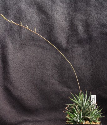 Haworthia_fasciata_04_06_2010 -1.jpg