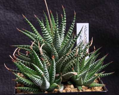 Haworthia_fasciata_04_06_2010 - 2.jpg