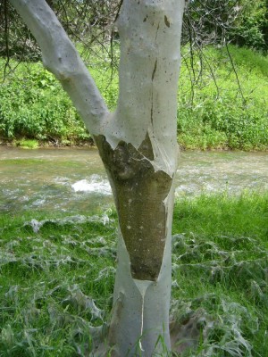 RissImKleid.jpg