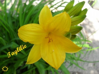 Taglilie 1.JPG