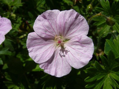 GeraniumApfelbluete.jpg