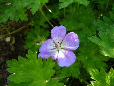 GeraniumRozanne.jpg