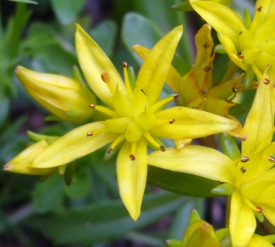 Sedum.jpg