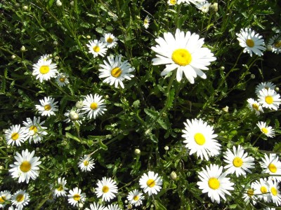 Margeriten.JPG