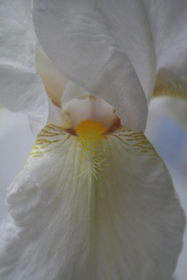 Iris.jpg