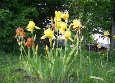 PIC_0001.JPG