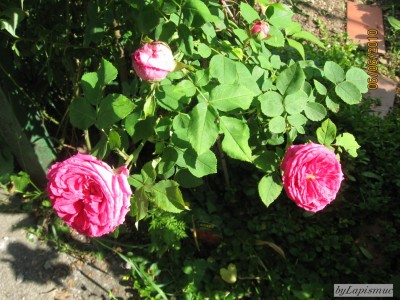 Old Wernthaler (grins).JPG