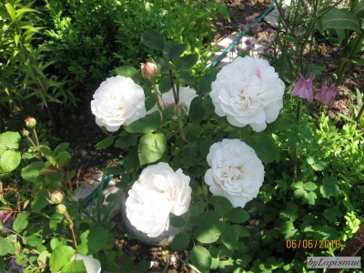 David Austin-Winchester Cathedral.JPG