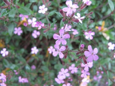 Frgl. Nelkenart (2).JPG