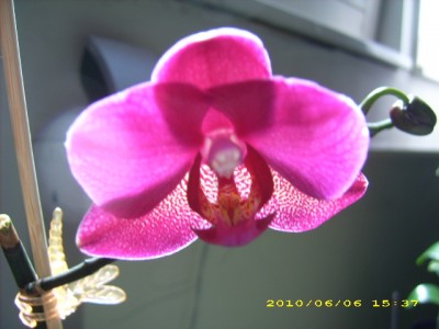 Phal2.JPG
