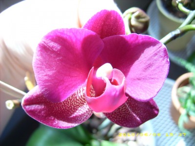 Phal1.JPG