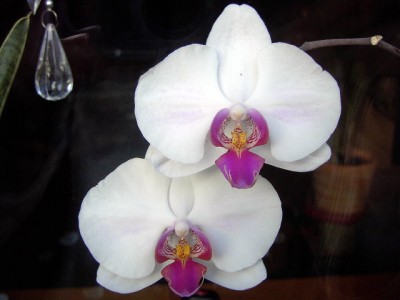 Orchidee - Phalaenopsis Red Lip 2. Blüte Mai-Juni-Juli 07.JPG