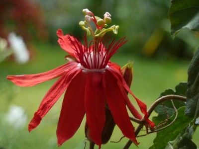Passiflora coccinea1.jpg