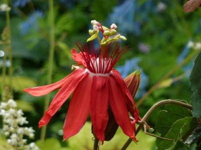 Passiflora coccinea 31.jpg