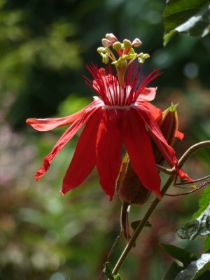 Passiflora coccinea 21.jpg