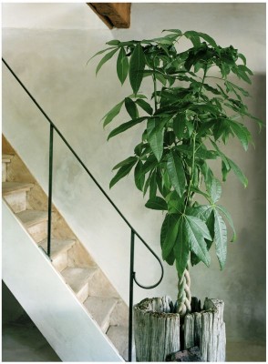 2100-Pachira-Glueckskastanie.jpg