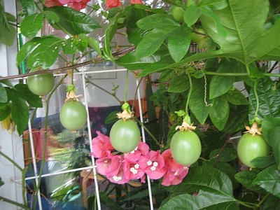 20090601-131413-425.jpg