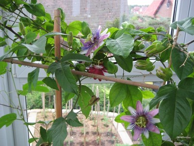 20080523-203740-431.jpg