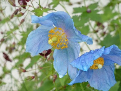 Meconopsis1.jpg
