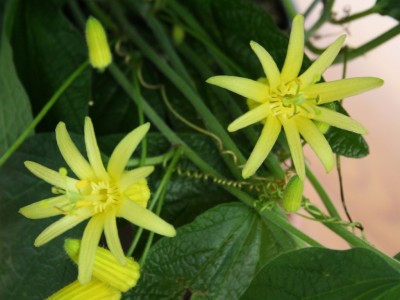 citrinaaa222.jpg