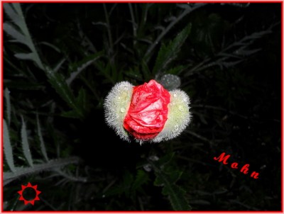 Mohn4_Bildgröße ändern.JPG