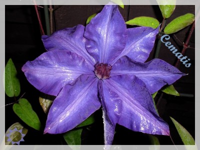 Clematis 2.JPG