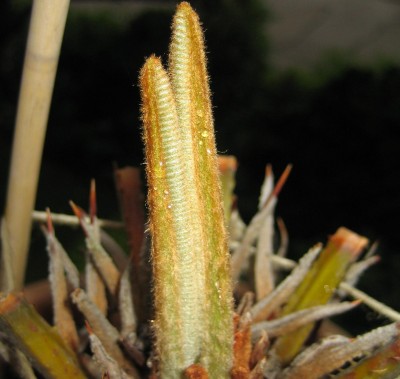 20100606_0001_3.JPG