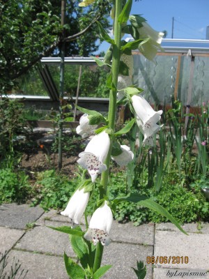 Fingerhut, weiss.JPG