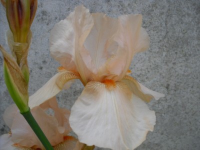 CIMG0041.JPG