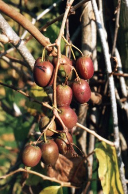 Kiwi - Weiki -Früchte2.jpg