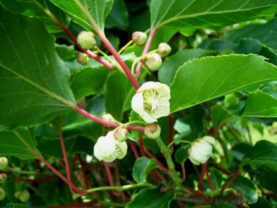 Kiwi - Weiki - Blüten weibliche 2.jpg