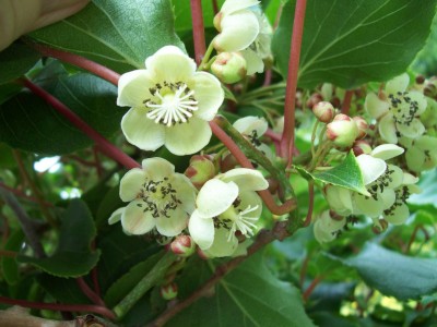 Kiwi - Weiki - Blüten weibliche.jpg