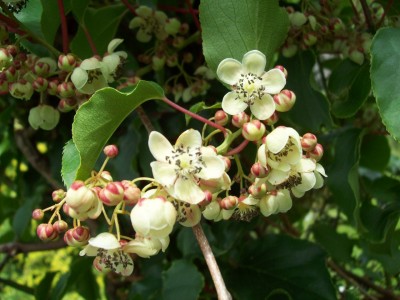 Kiwi - Weiki - Blüten männliche.jpg