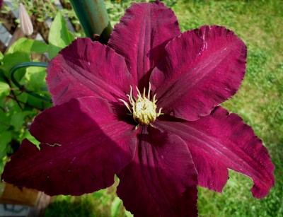 Clematis Niobe.JPG
