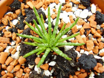 Lewisia rediviva.JPG