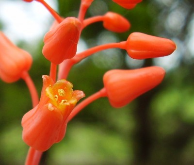 Aloe descoingsii (4).JPG