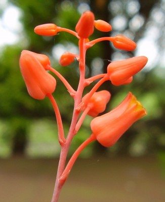 Aloe descoingsii (3).JPG