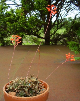 Aloe descoingsii (2).JPG