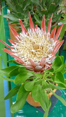 Juni 2010 045.jpg