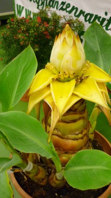 Juni 2010 041.jpg