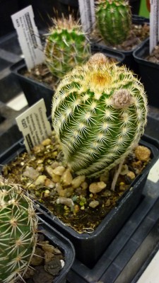 Juni 2010 040.jpg