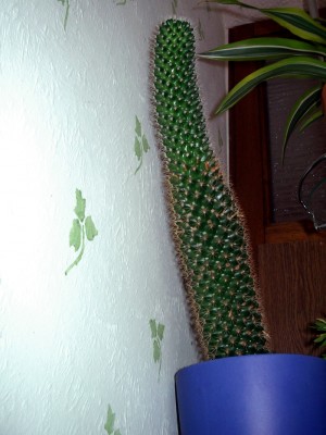 Dildokaktus.jpg