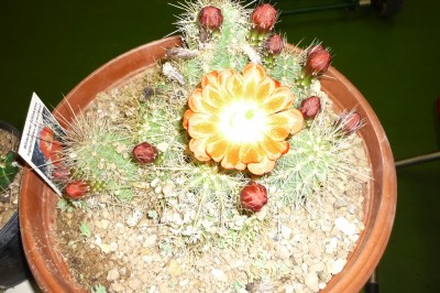 Juni 2010 039.jpg