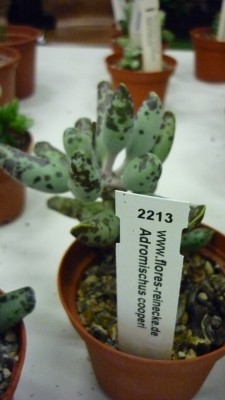 Juni 2010 060.jpg