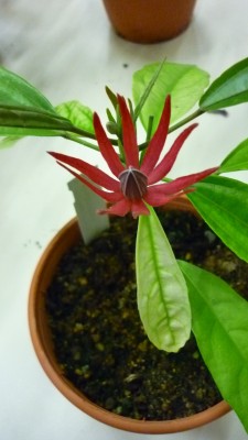 Juni 2010 053.jpg