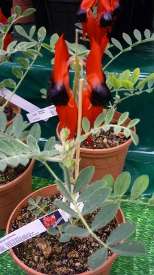 Juni 2010 050.jpg