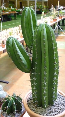 Juni 2010 080.jpg