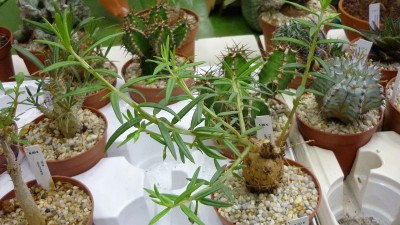 Juni 2010 071.jpg