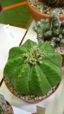 Juni 2010 070.jpg