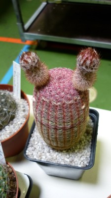 Juni 2010 092.jpg